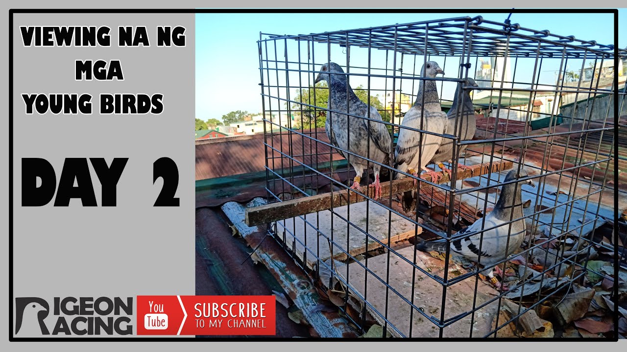 START NA TRAINING NG MGA YOUNG BIRD NATIN | PIGEON RACING