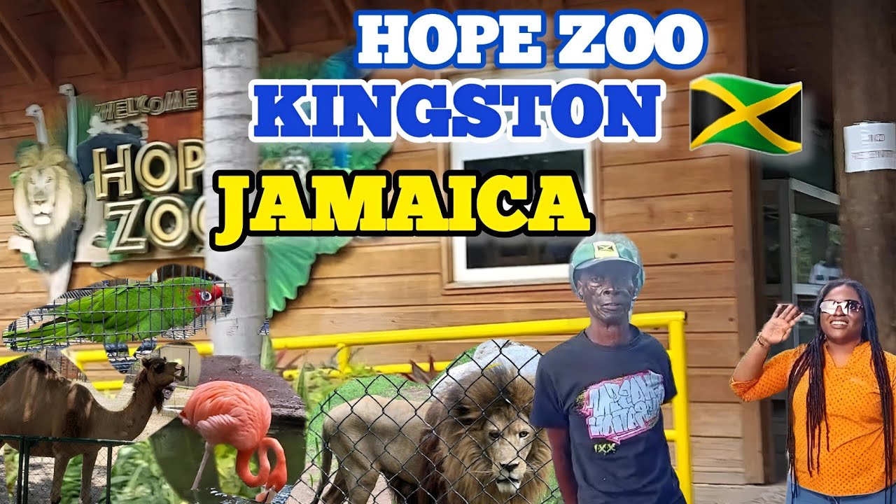 WE TOOK ARCHIE TO THE ZOO IN JAMAICA FOR THE FIRST TIME , ARCHIE'S REACTION WAS PRICELESS