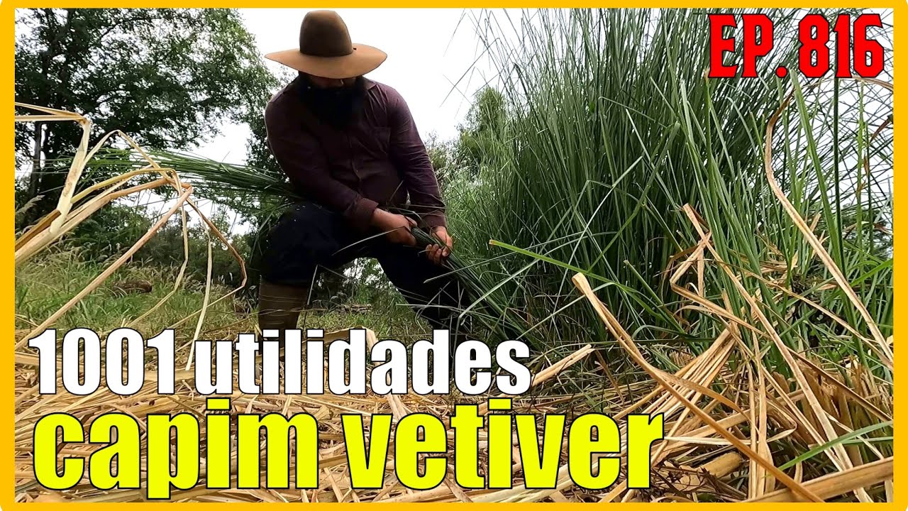 capim vetiver // 1001 utilidades