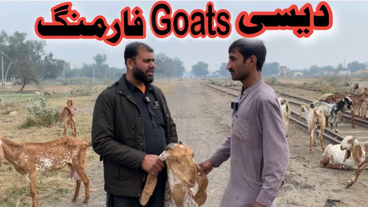 Desi Goats Farming Truth. #DesiBakri #DesiGoatFarming #BakriFarming