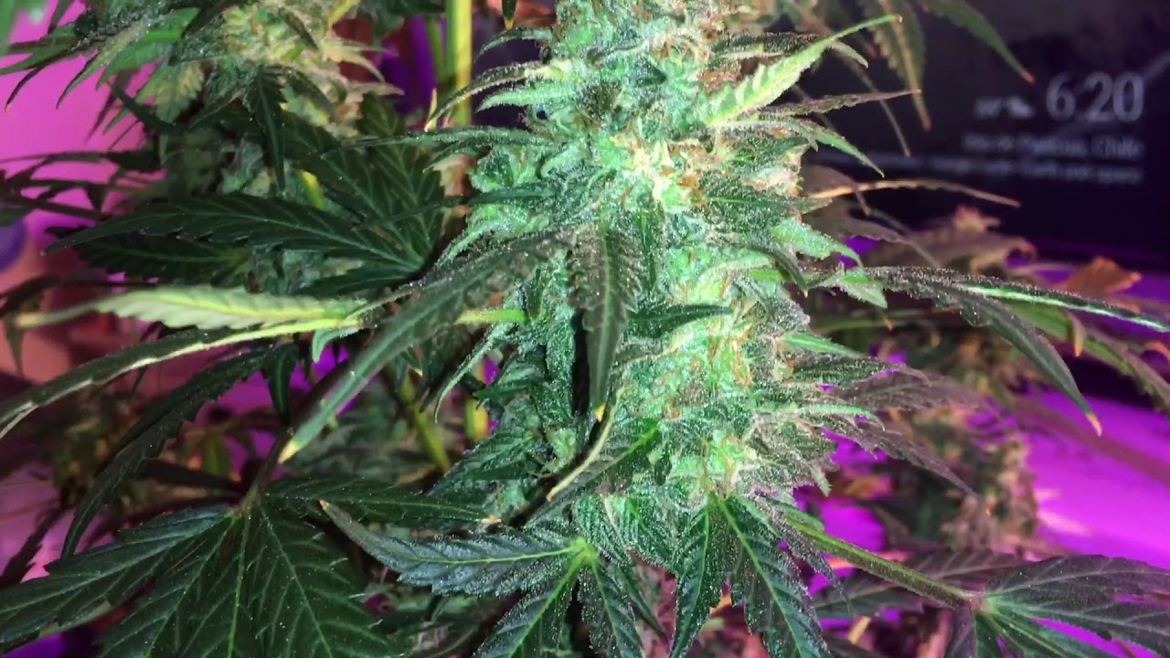 Blueberry autoflower close up BUDS and Thrichome shots