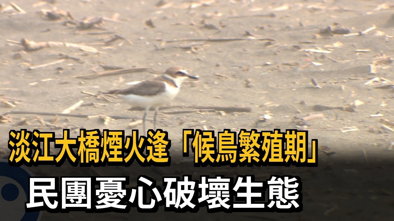 淡江大橋煙火逢「候鳥繁殖期」 民團憂心破壞生態－民視新聞