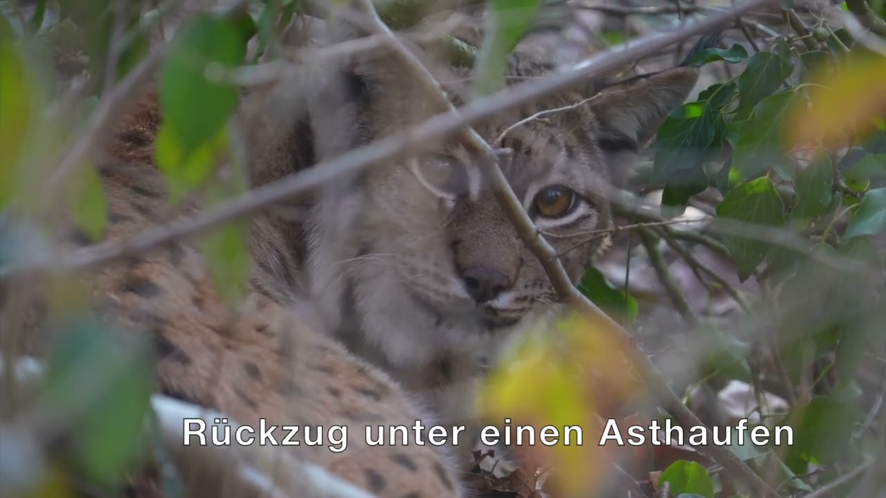Das neue Luchspaar ist da | Tierpark Bern | Zoo Schweiz