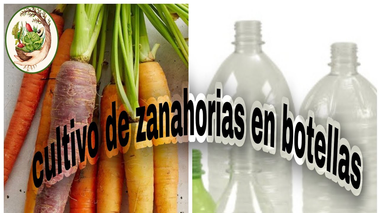 como cultivar zanahorias en botellas recicladas..♻️🌎🙏