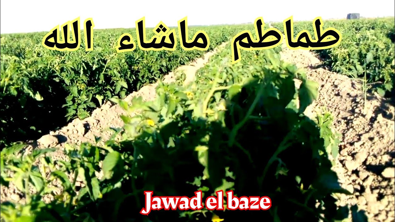 أجي تشوف طماطم يا أخي الفلاح وستفد
