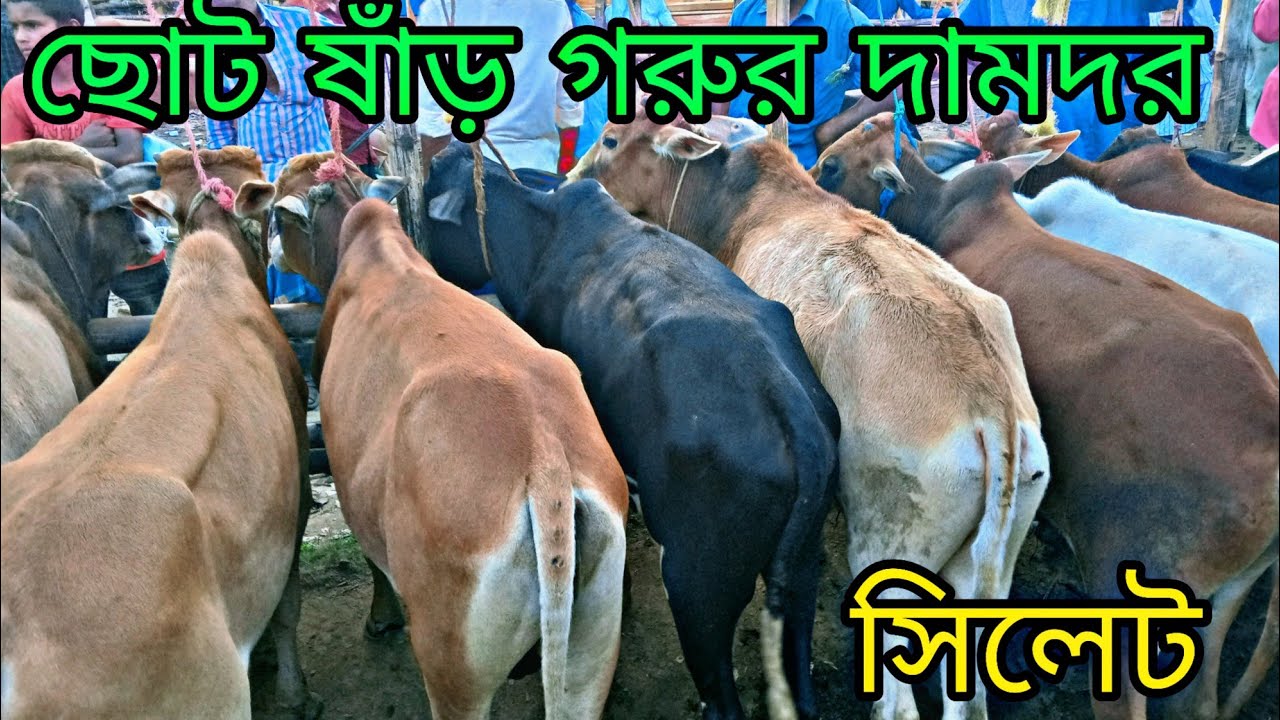 সিলেটের হাদারপার গরুর বাজার থেকে  খামার উপযোগী ছোট ষাঁড় গরু দামদর জানুন,৩১/১০/২০২২