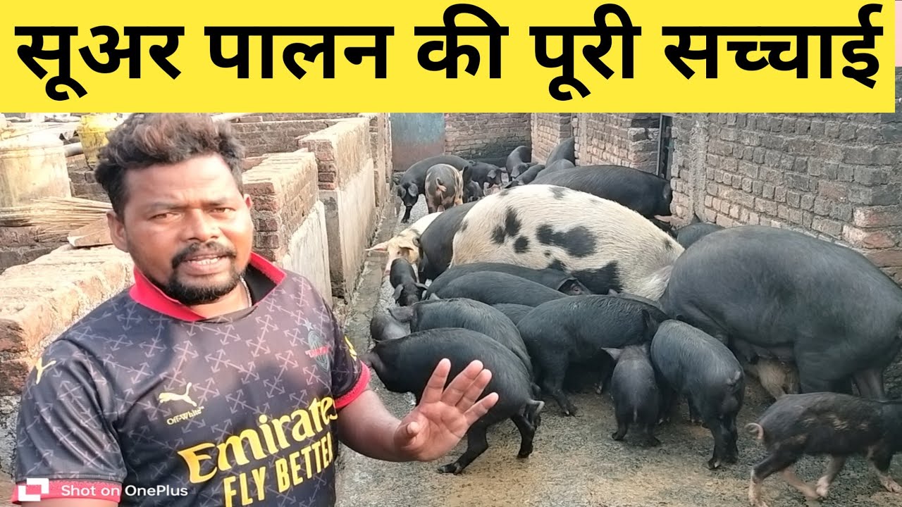 सुअर पालन की पूरी सच्चाई/pig farm jankari/Pig farm/pig farming 