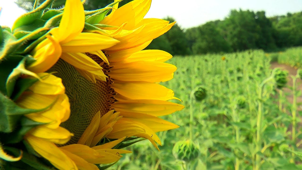 Memorial Sunflower Field Blooming In Buffalo