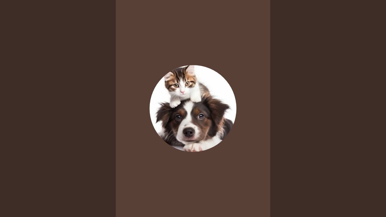 Tails, Tunes & Me is live! playing before going to sleep #pet