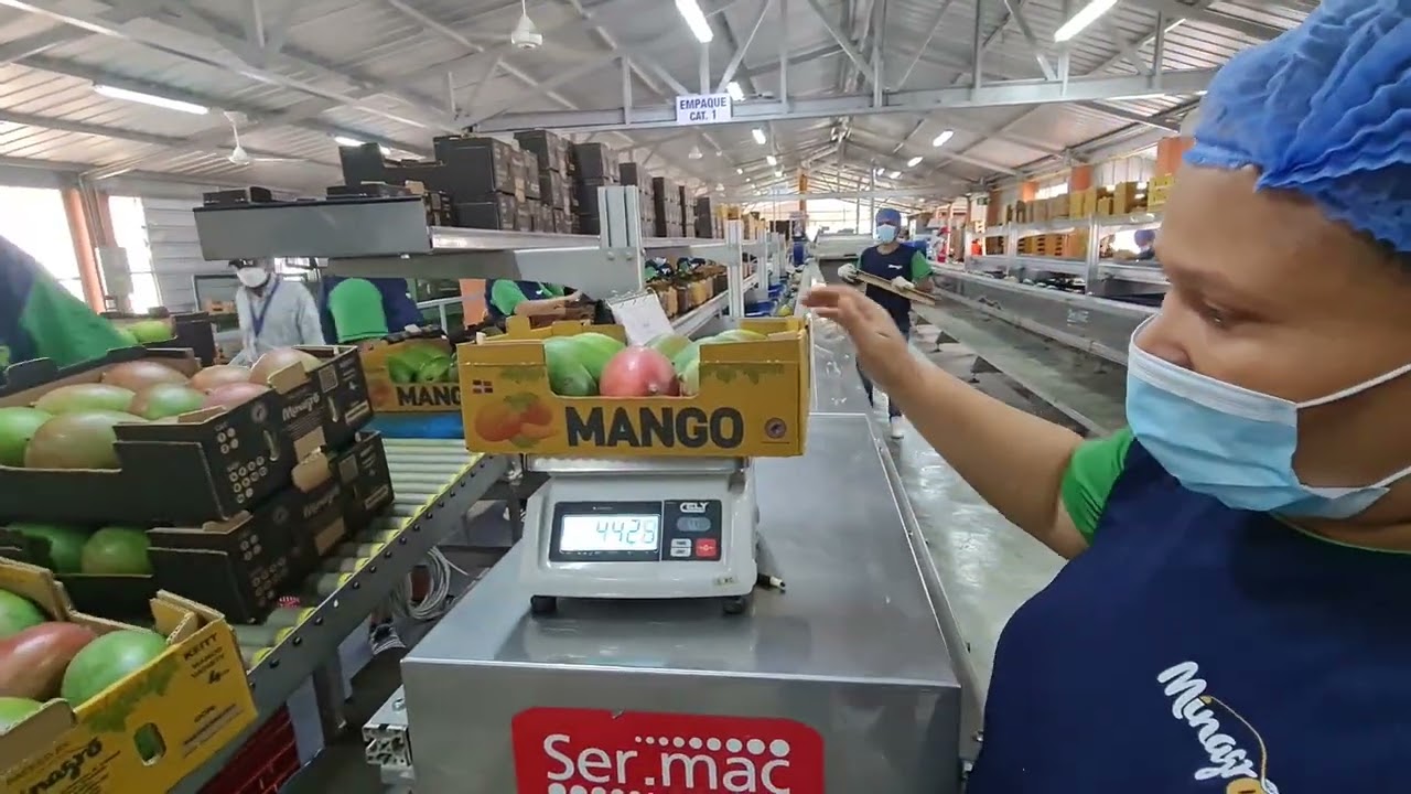 Mango Packing for Export - Minagro 2022