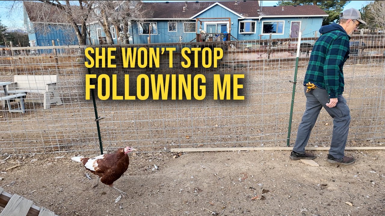 Она не перестаёт за мной следить 🦃😂 | Жизнь с индейкой Кевином