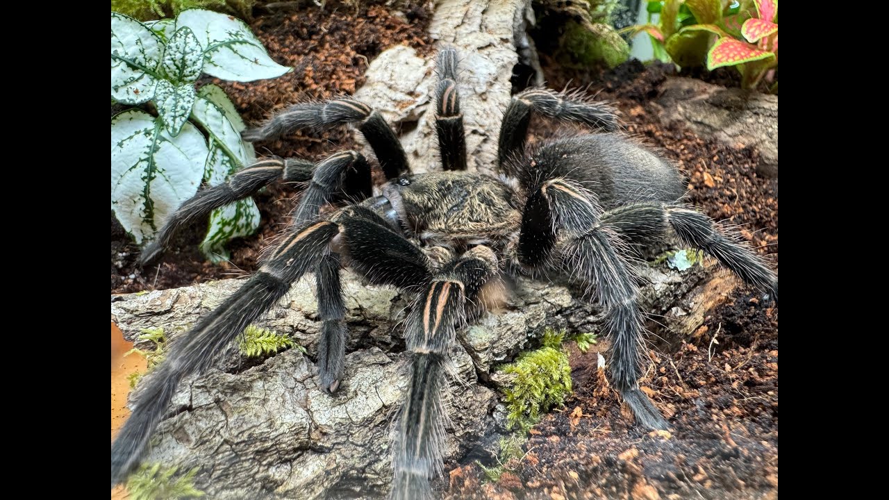 Thrixopelma pruriens, Peruvian green velvet tarantula  rehouse and care