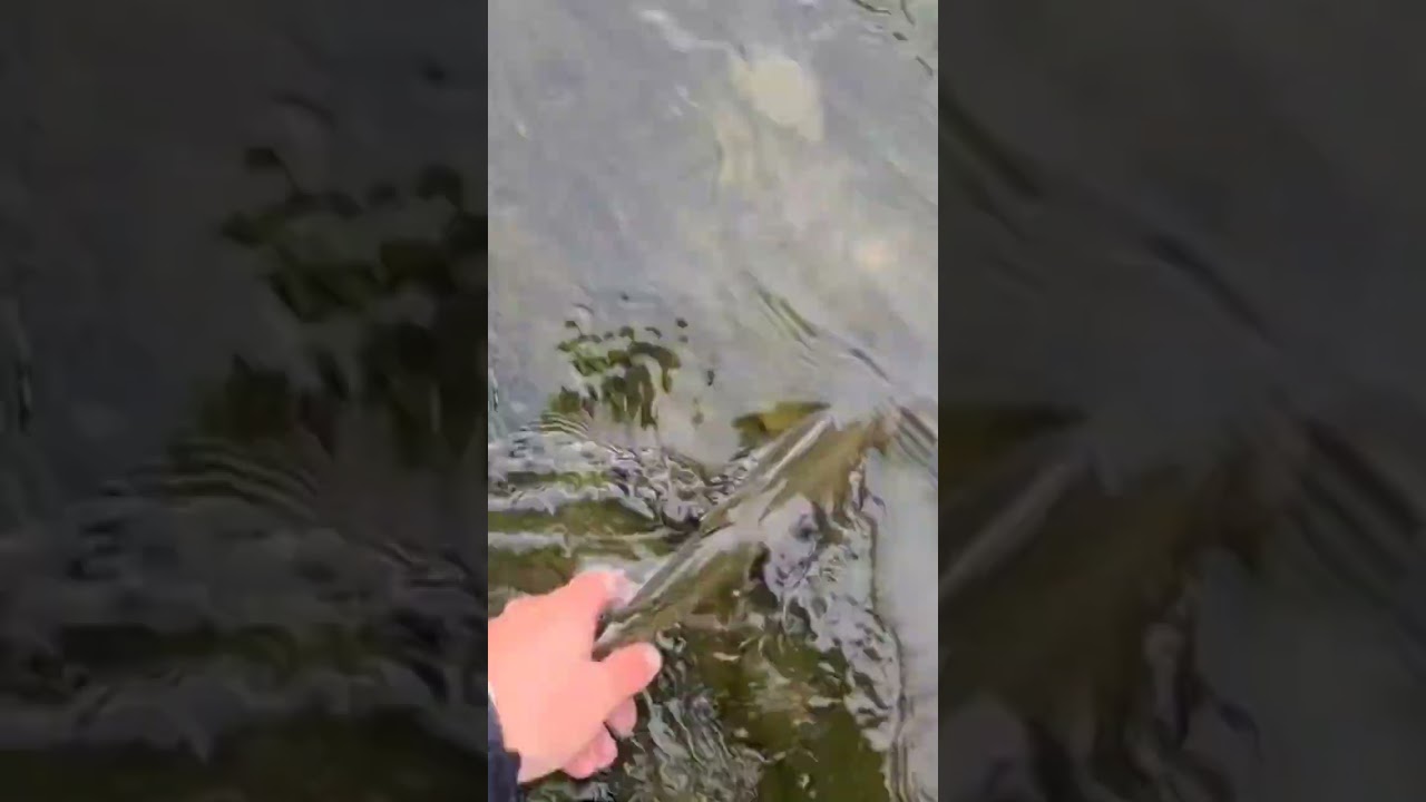 No trout is safe when Connor is on the river #catchandrealease #flyfishingporn #troutbum #flyfishing