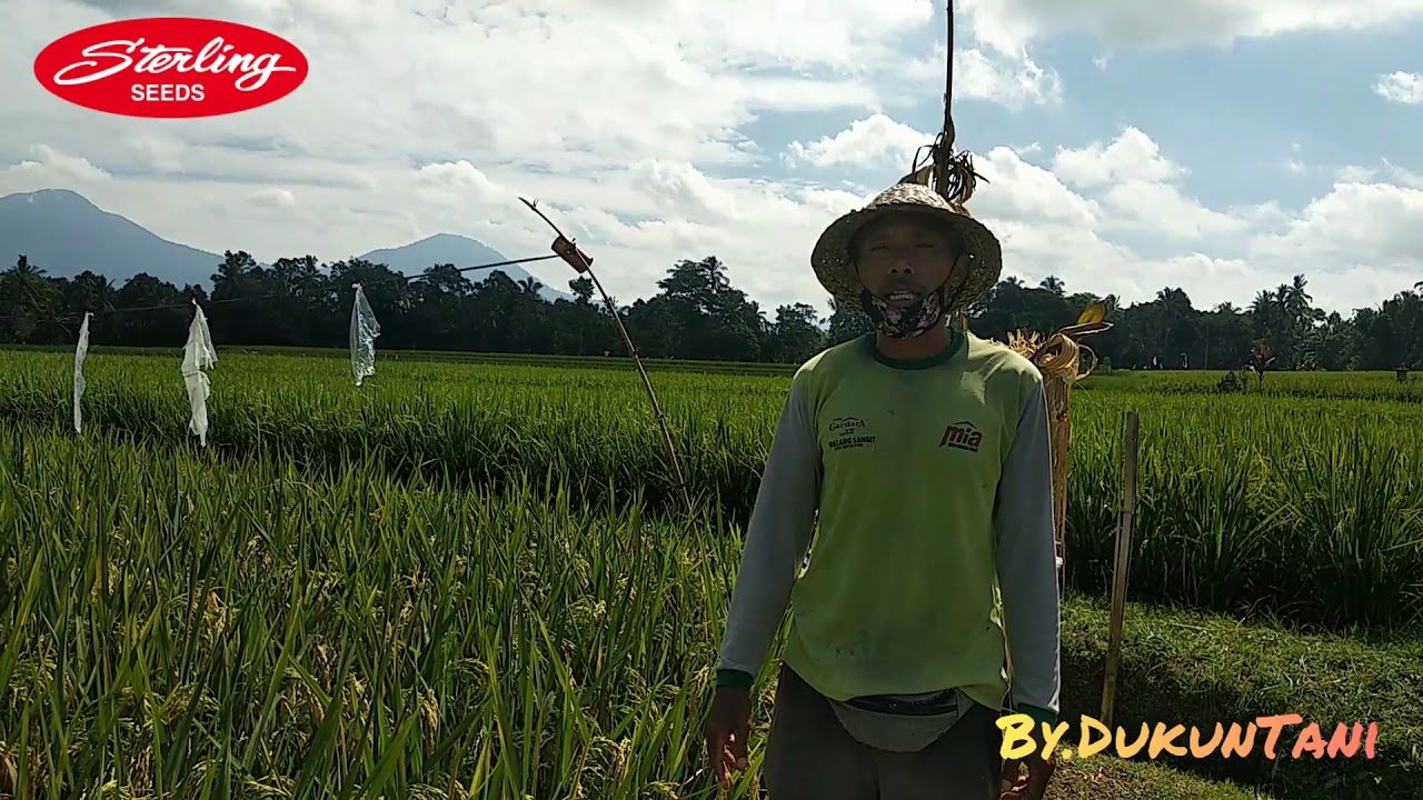 Kata mereka tentang Padi Hibrida Terbaik STERLING !!