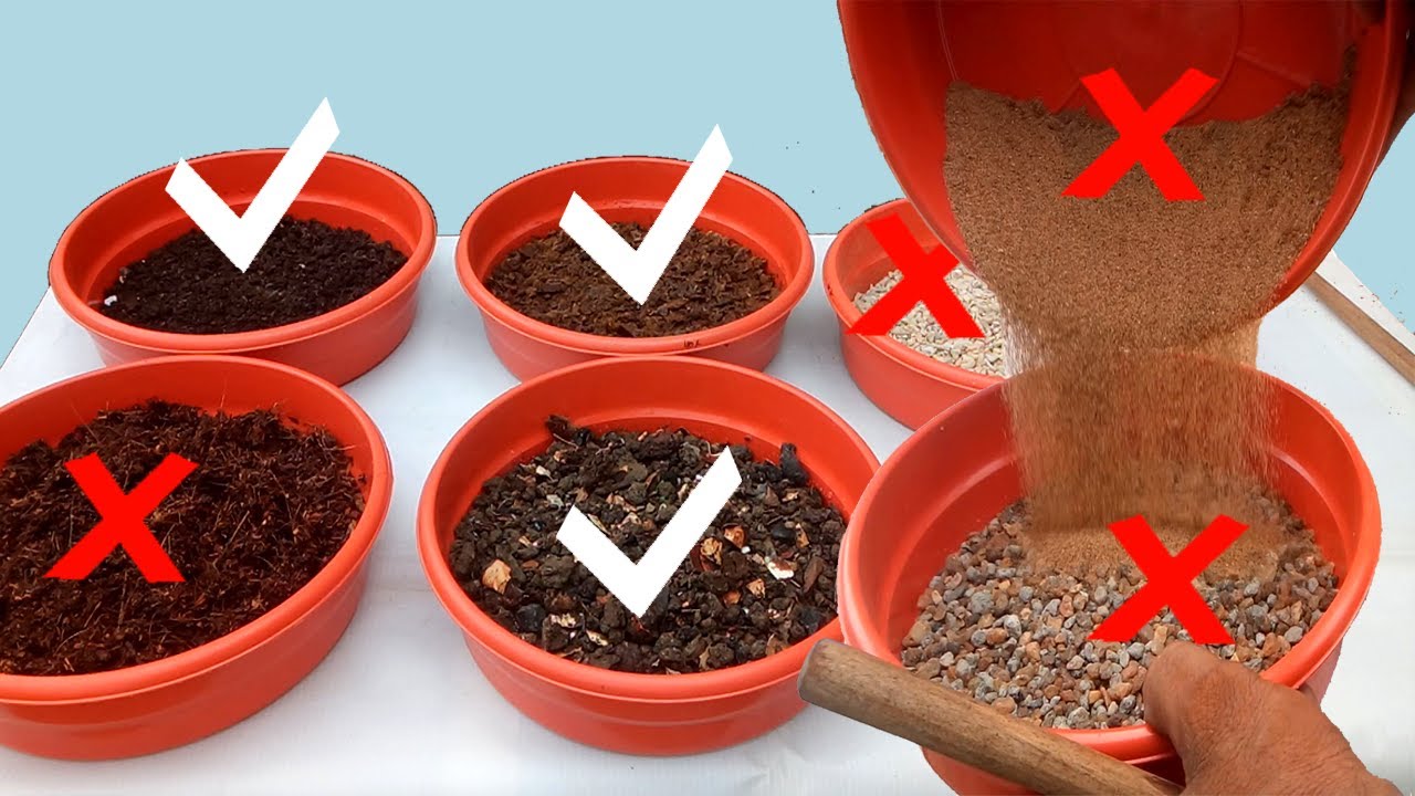 Best Soil Mix for Adenium || Know the 3 Secrets and the Unseen Component
