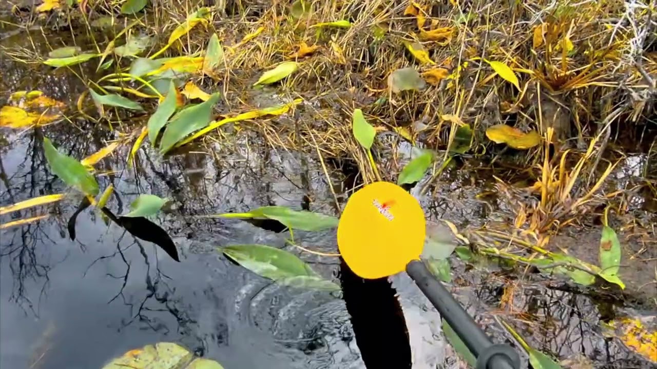 The Great Okefenokee Swamp 