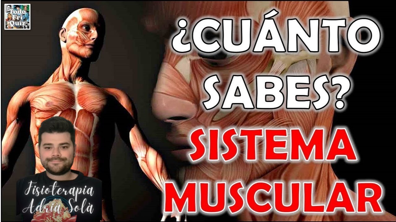 ¿Cuánto Sabes Sobre el "SISTEMA MUSCULAR"? Test/Trivial/Quiz | Fisioterapia Adrià Solà