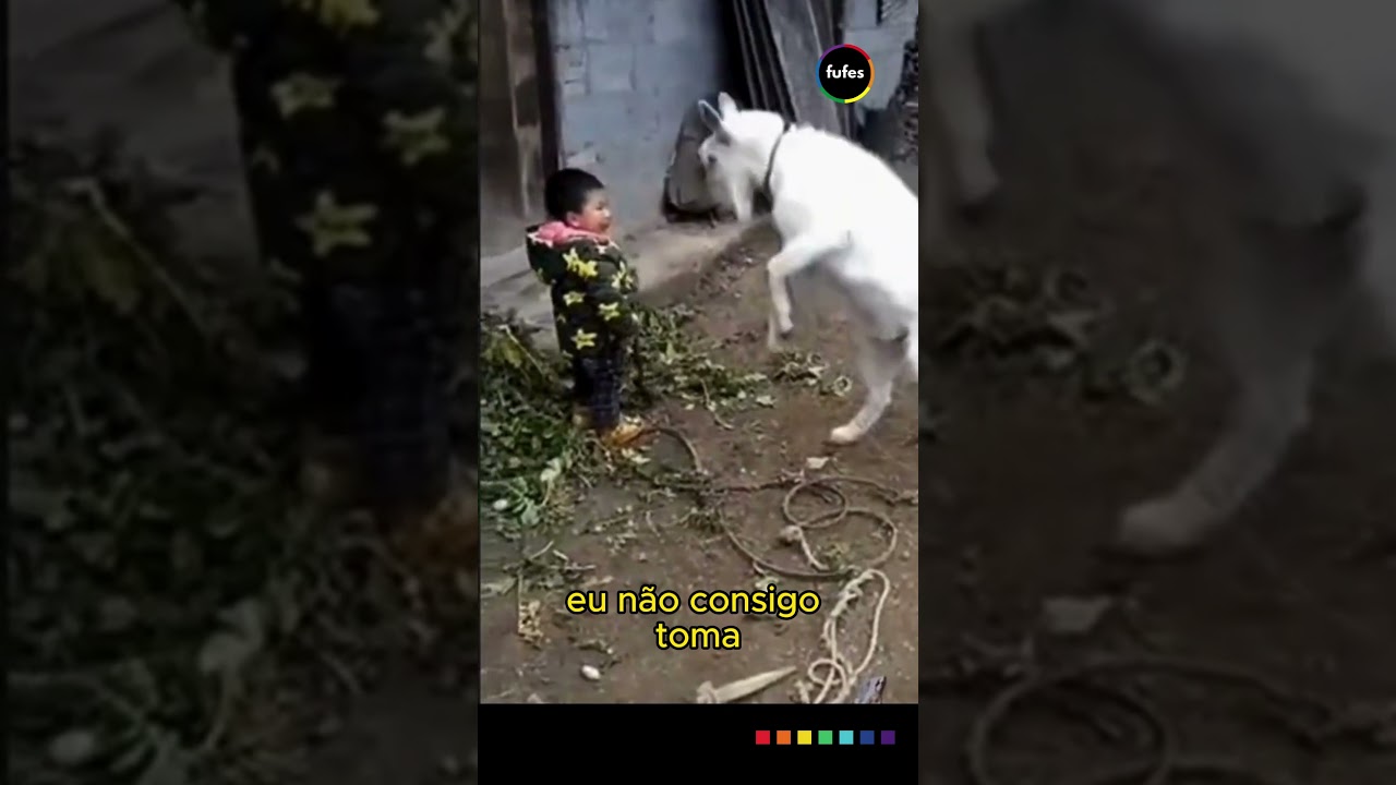CABRA DANDO CABE&Ccedil;ADA EM MENINO  🤣|  #pets #funnymemes #funnymemes