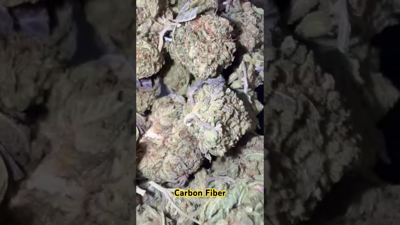 &ldquo;Carbon Fiber&rdquo; THCA Small Buds #thcasmallbuds #thcareview #fyp