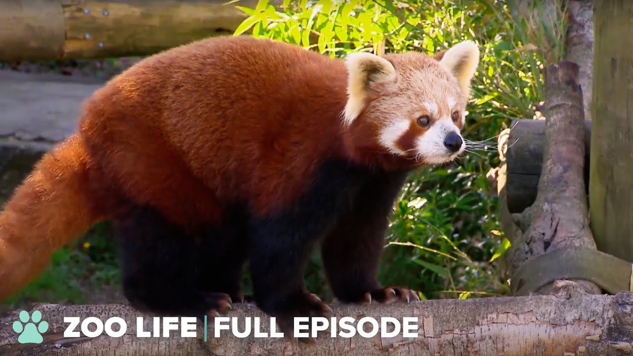 Adorable Red Panda Won't Eat - Zookeepers Worry! | The Zoo