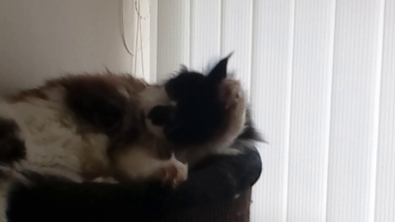 Nuttet Kat
