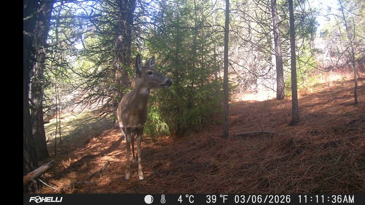 What Do Deer Do?