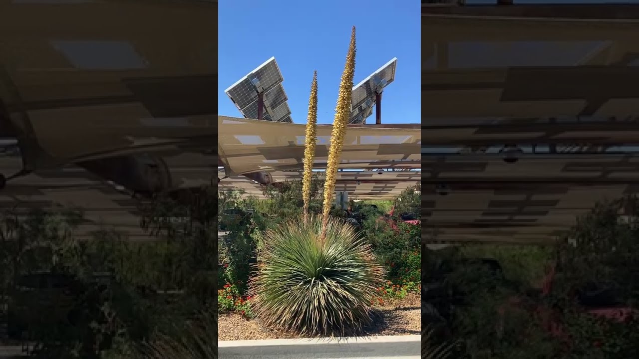 Desert Plant: Desert Spoon (Dasylirion wheeleri)