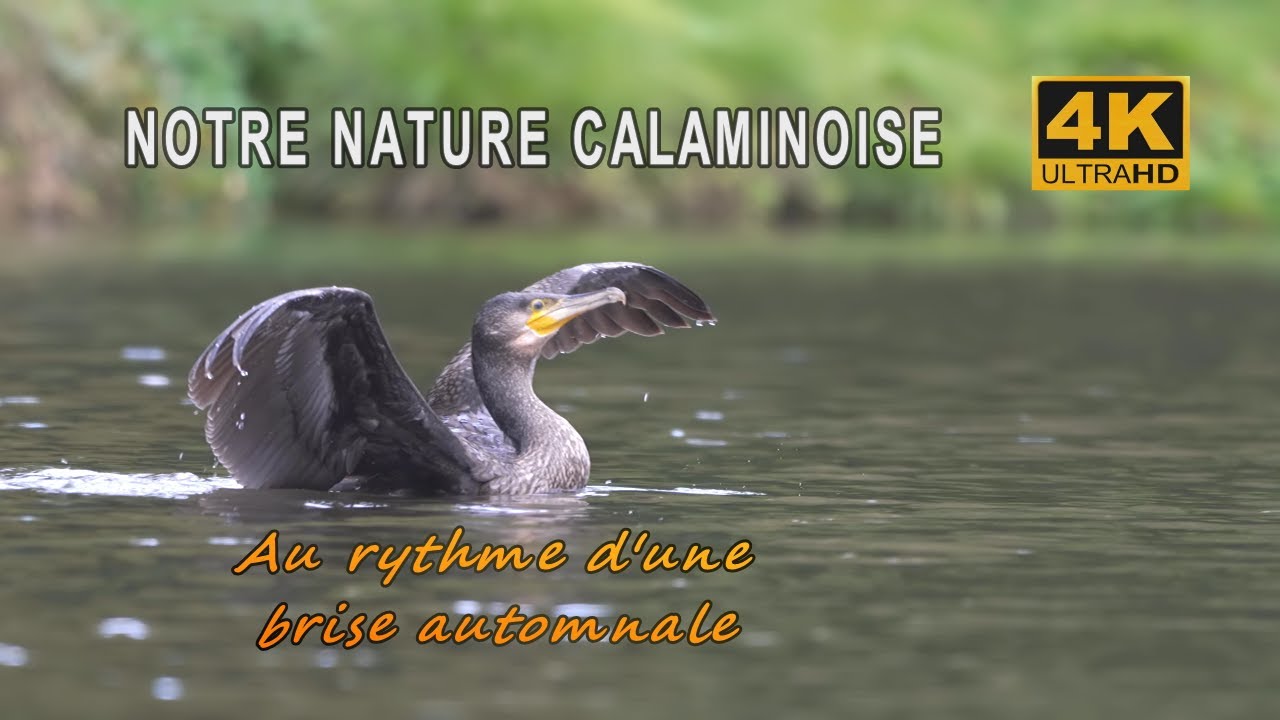Au rythme d'une brise automnale / In The Rhythm Of An Autumn Breeze