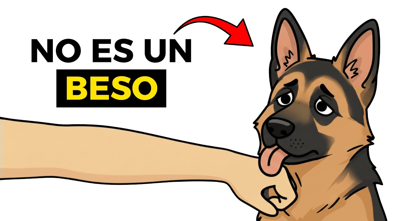 Psicología de los Perros que te Lamen (Lo que Intentan Decirte)