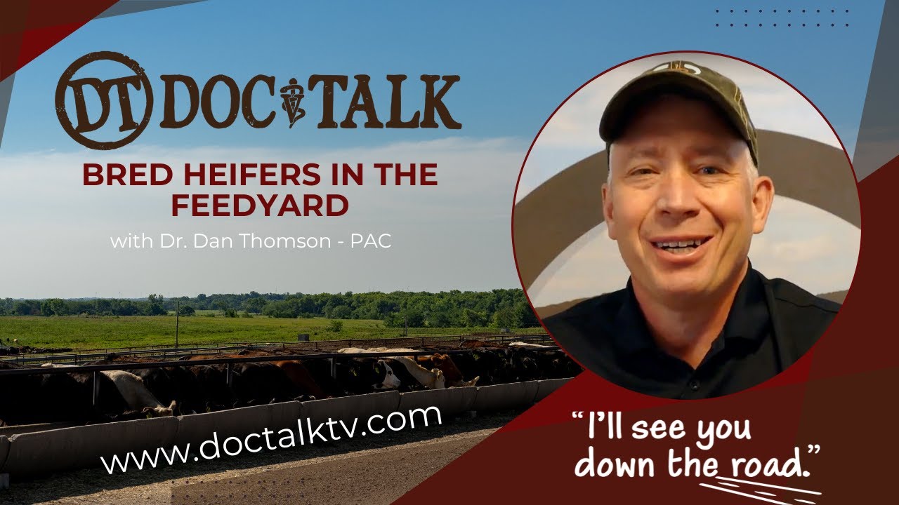 Doctalk Ep 582 - Managing Bred Heifers in the Feed Yard with Dan Thomson