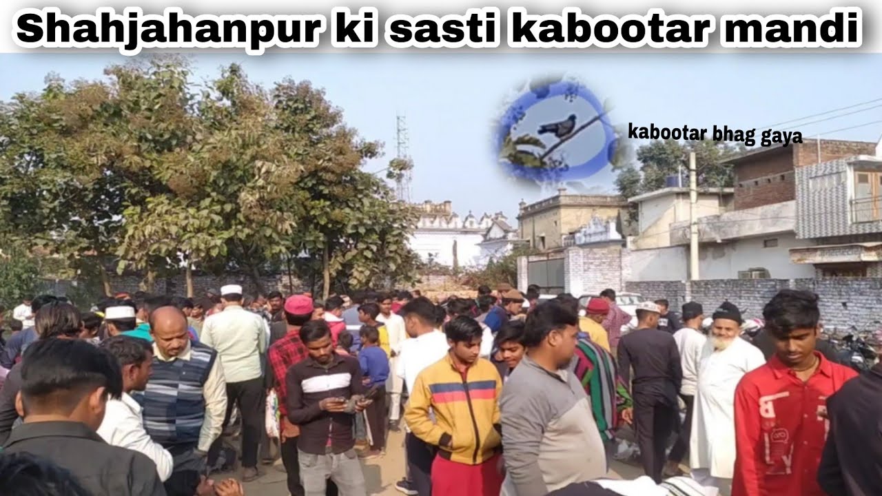 Shahjahanpur ki most famous kabootar mandi