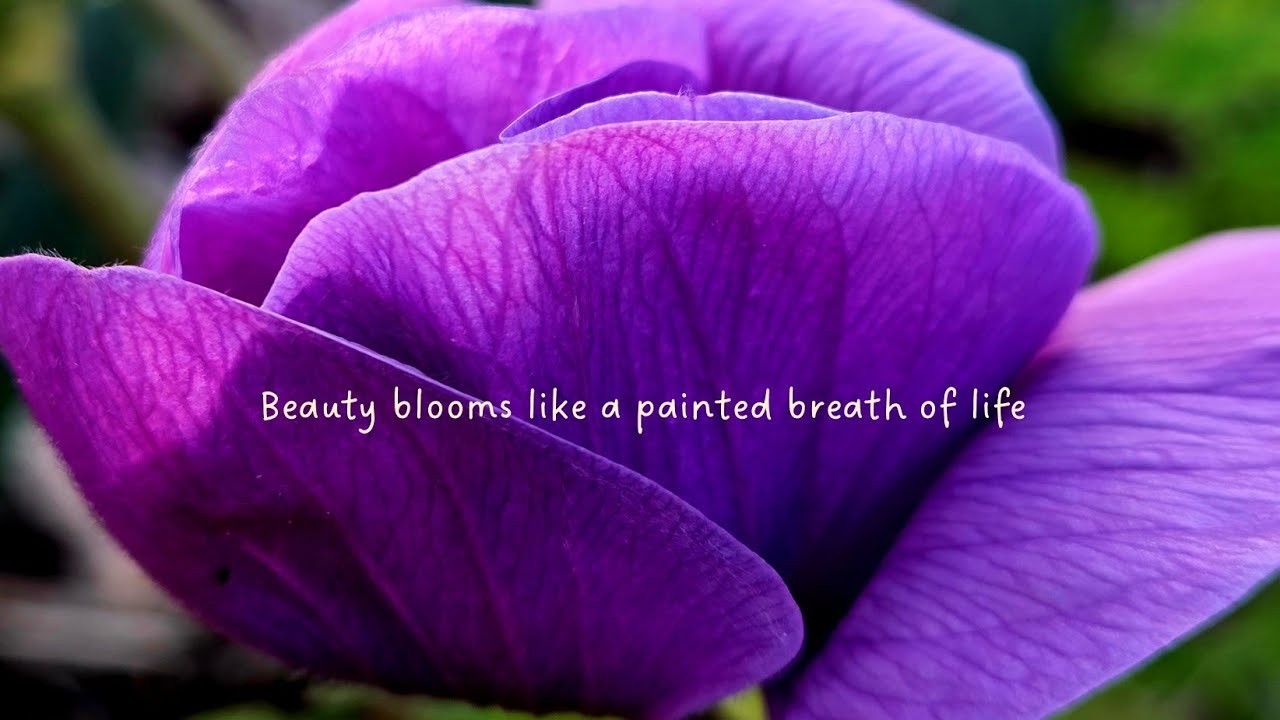 🌸 Valentine’s Day Blossoms 20260214
