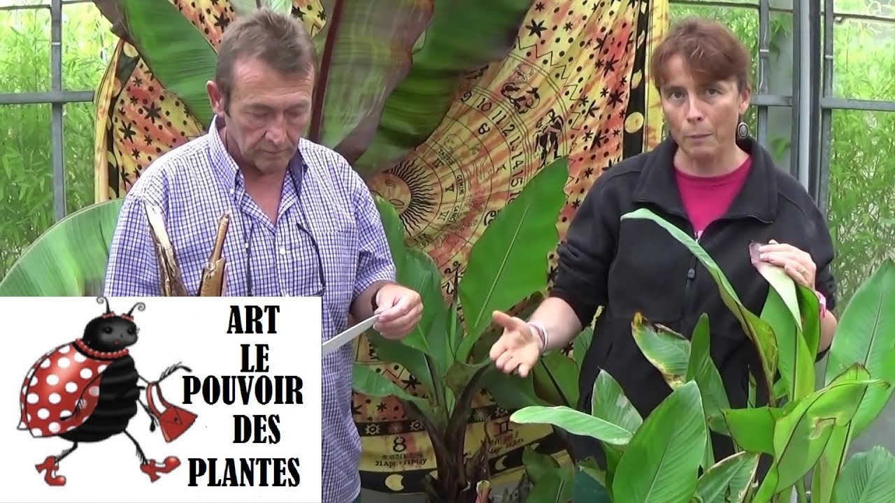 chaine Jardinage: bananier Comment multiplier: Culture et division: basjoo: Plantes vertes ou vivace