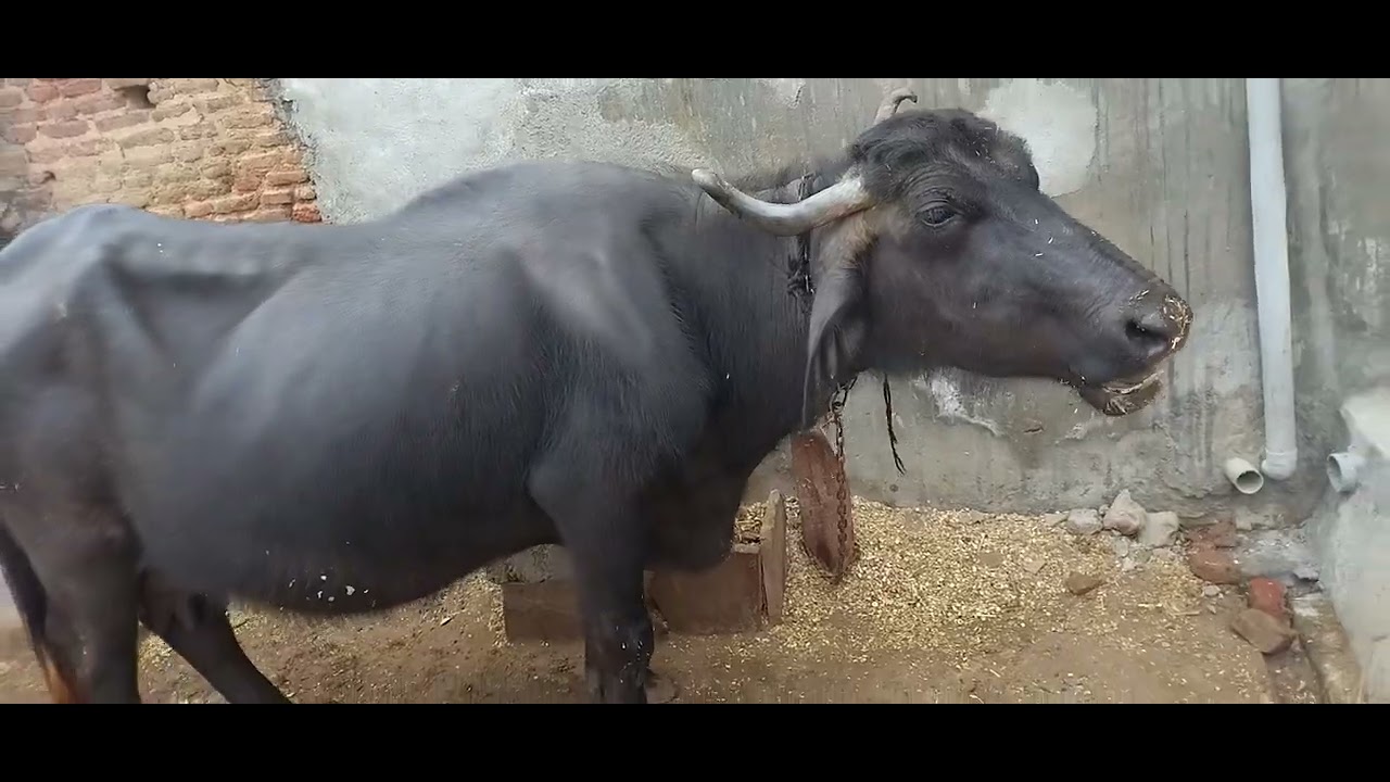 डेयरी फॉर्म घाटे का सौदा क्यू है।। Dairy is profit bussines or loss bussines ।। #rightcalf #cow