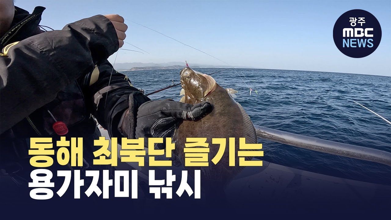[강원영동] 동해 최북단 즐기는 용가자미 낚시 (뉴스투데이 2026.01.23 광주MBC)
