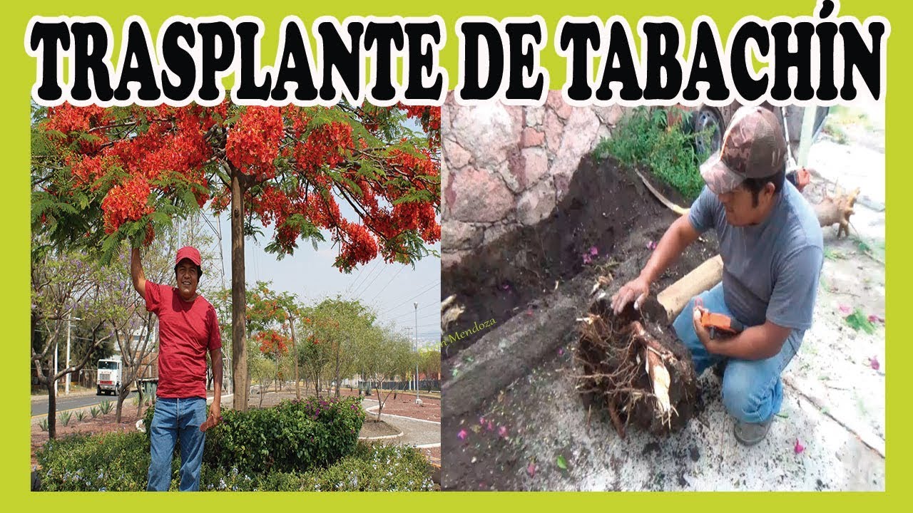 Cómo hacer un trasplante correcto de tabachín