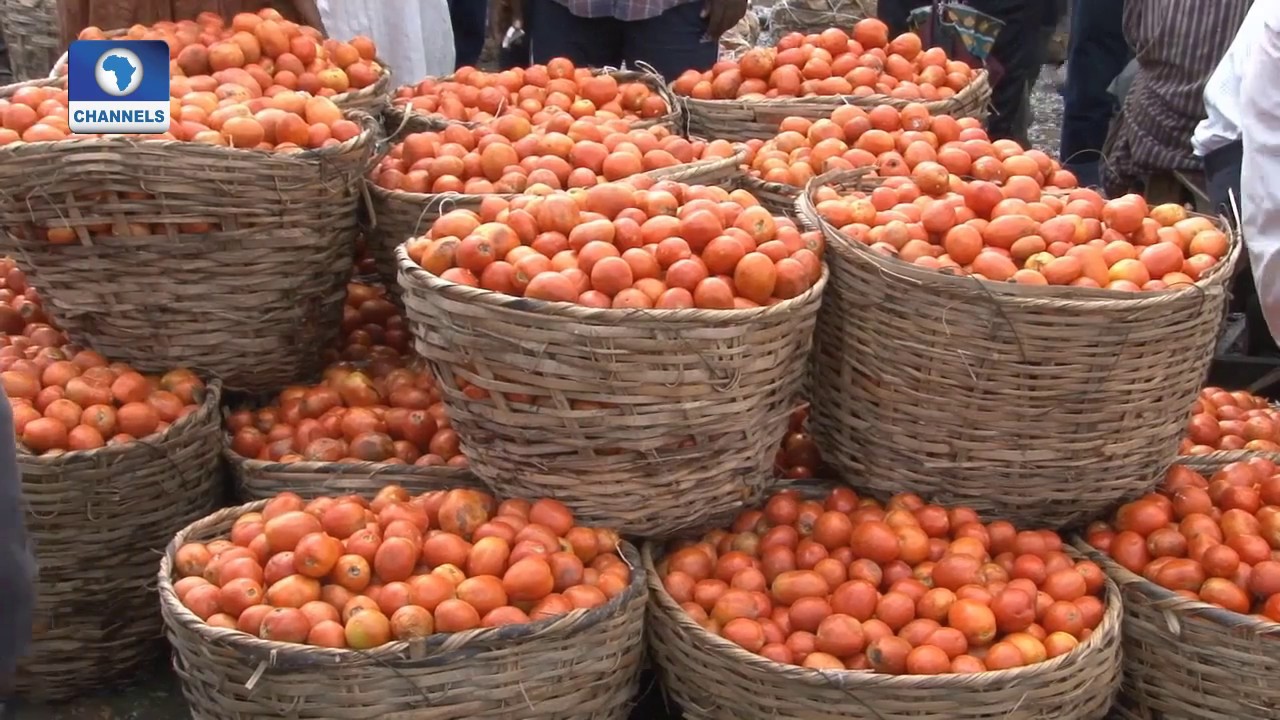 Impact Of Post Harvest Loss & Solutions Pt.3 |Earthfile|