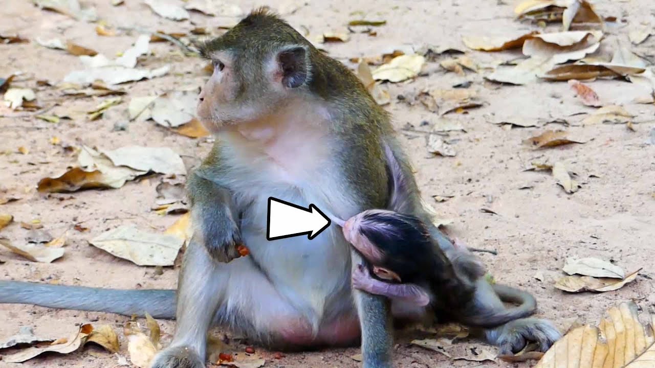 OMG! Bad Mom like ANNA 😣🥵 | ALBA Get Milk difficulty, ALBA Need Some Milk for Continue her life