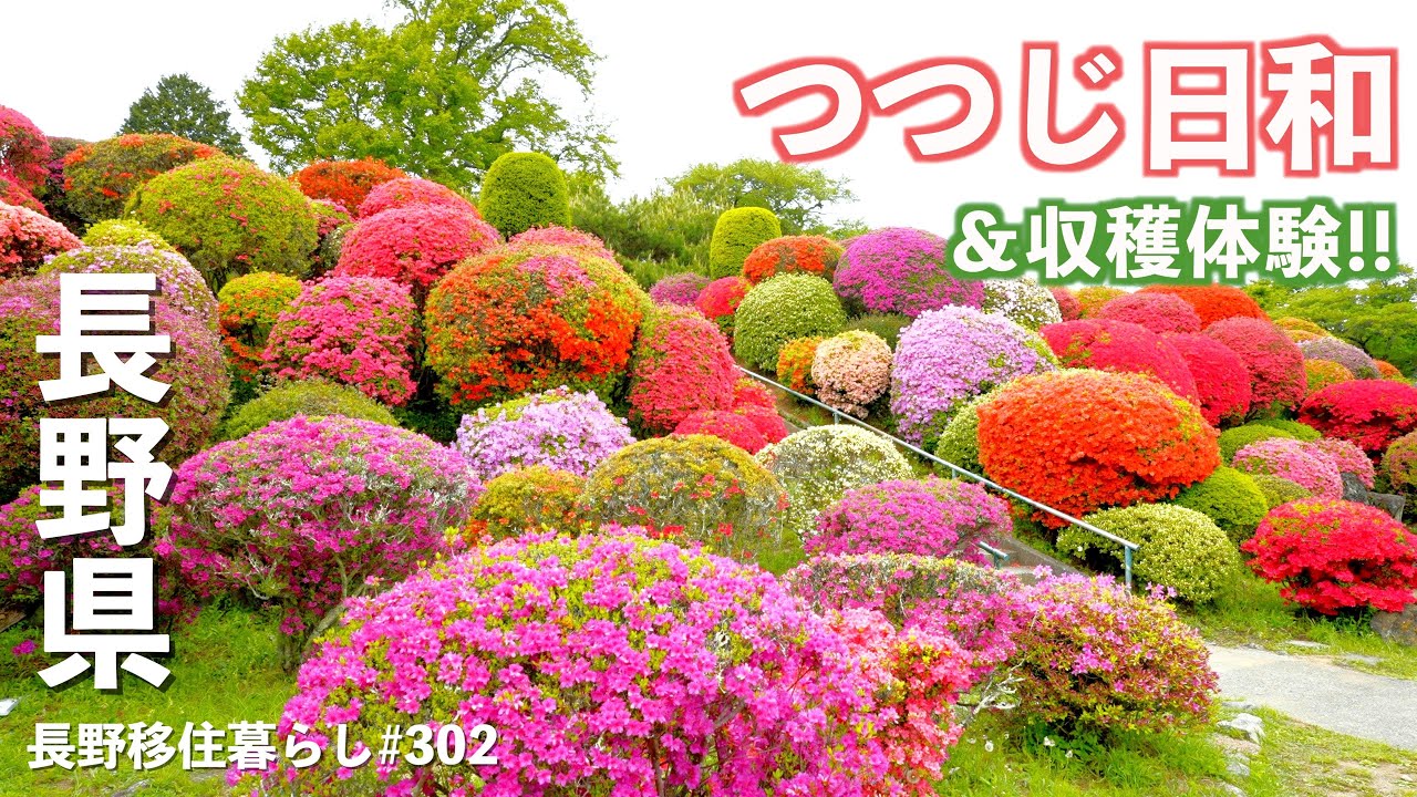 【長野移住】こんなに綺麗な公園があったとは!!見応え満点のつつじの公園&パリッポリッの収穫体験♪｜鶴峯公園｜みはらしファーム｜ドライブ｜田舎暮らし｜長野県｜4K