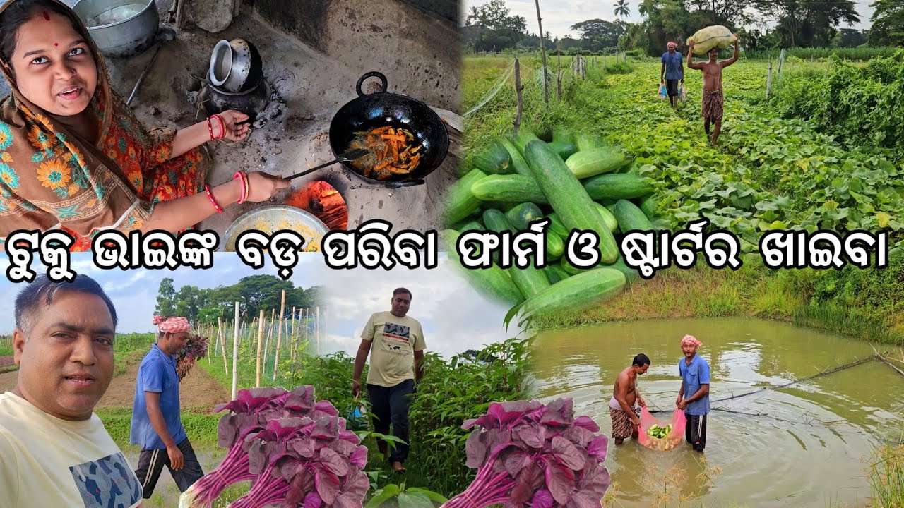 ଟୁକୁ ଭାଇଙ୍କ ବଡ଼ ପରିବା ଫାର୍ମ l ଷ୍ଟାର୍ଟର ପଖାଳ l Vegetable Harvesting & starter food 🤣