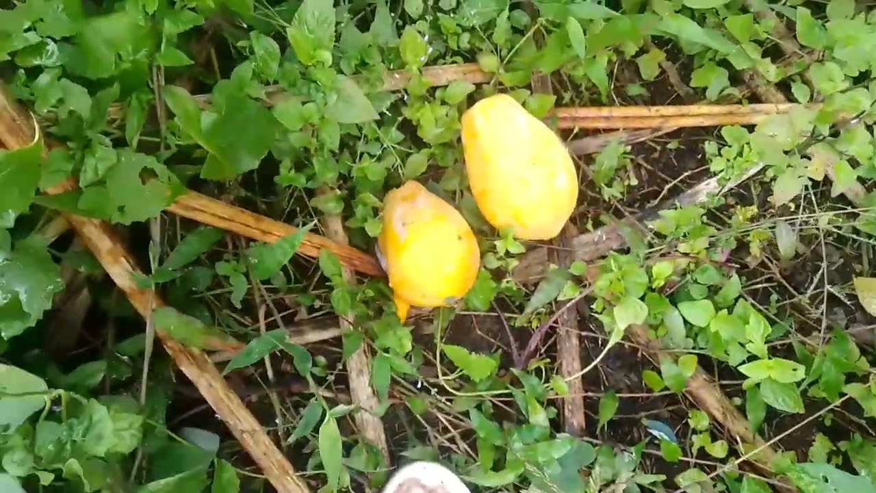 punta tayo sa farm mamitas tayo ng gulay sa batangas Philippines 