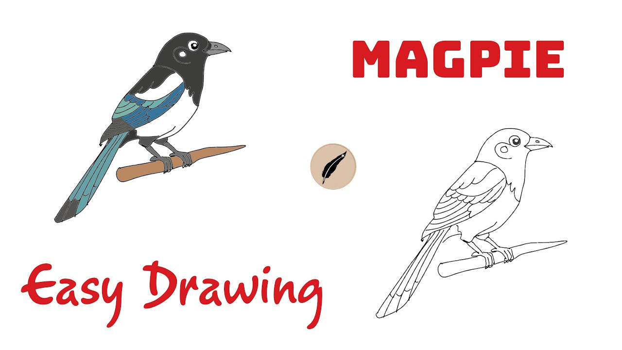 How to Draw a Magpie Easy Bird Drawing Tutorial for Kids & Beginners #lidoartworks