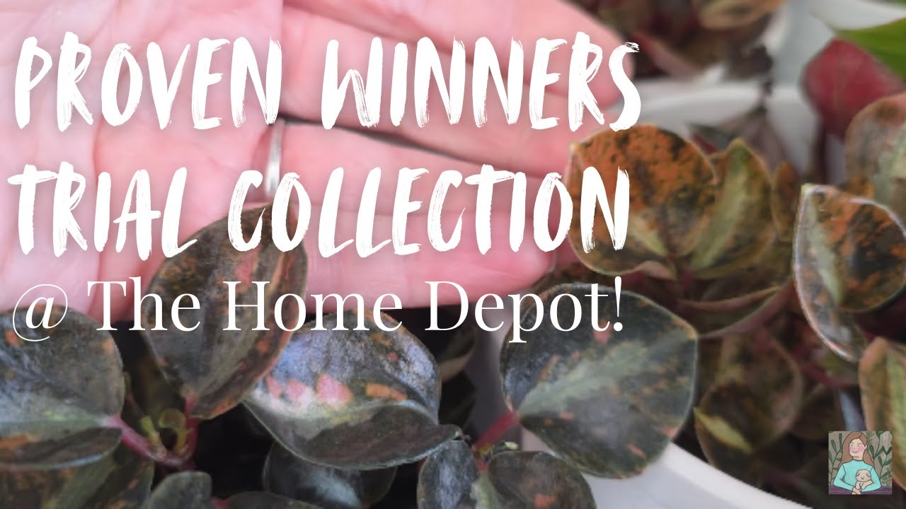 More Trial Collection Discoveries at The Home Depot