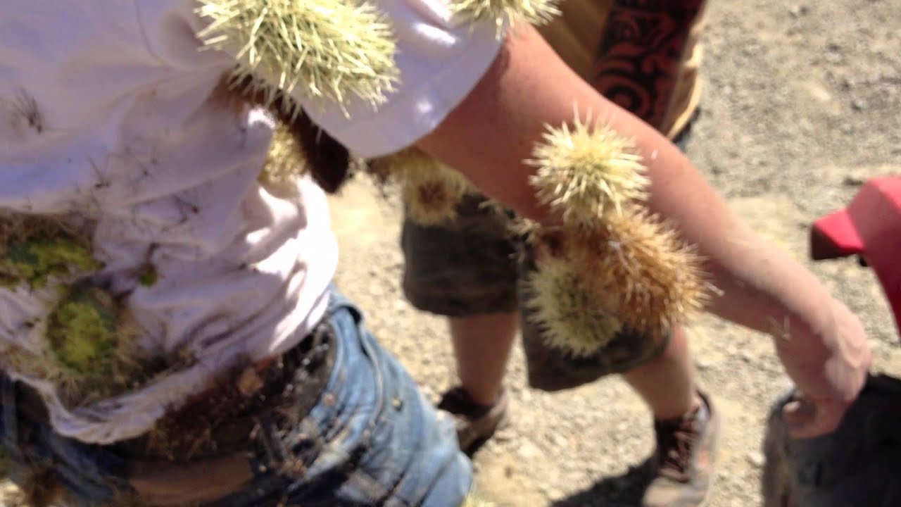 Las Vegas Desert Cholla Cactus ATV