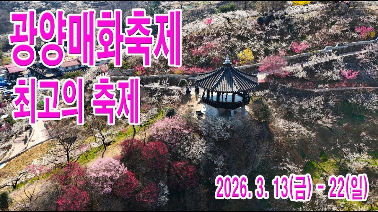 너무 너무이뻐요^^ 최고의 매화꽃 축제 입니다.