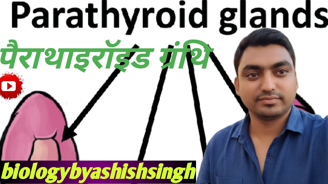 Parathyroid gland . पैराथाइरॉइड ग्रंथि
