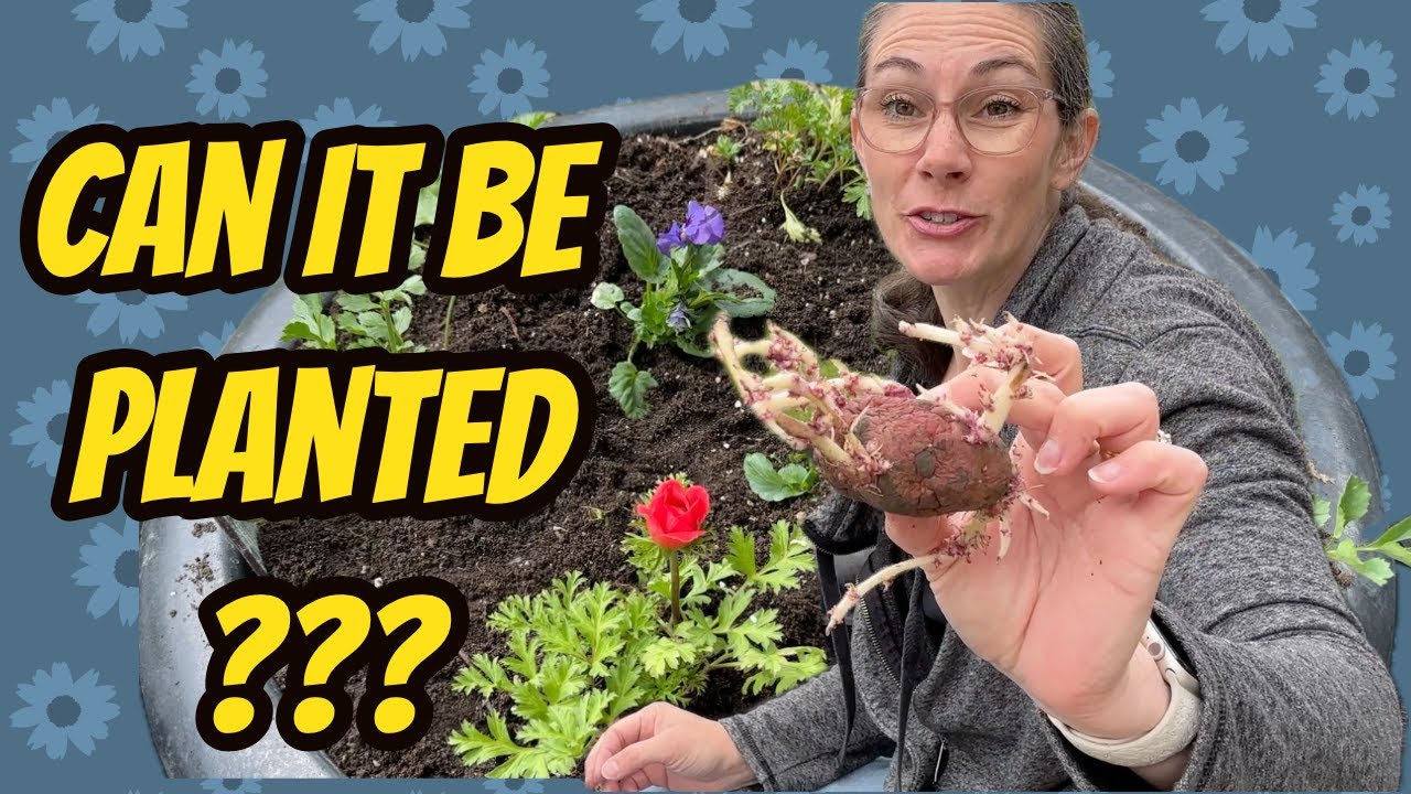 Planting Pots of Potatoes and Spring Flowers 🥔🌺