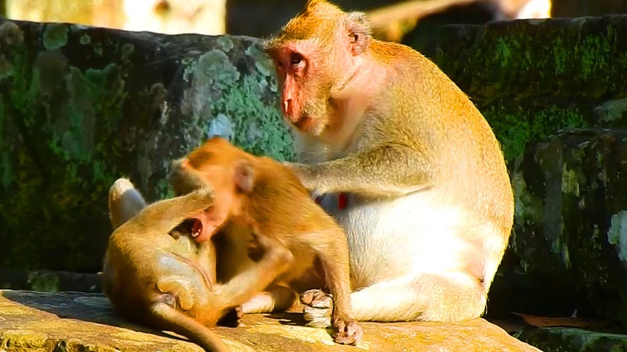 Jealous Of Milk! Brat Janna Monkey Is So Jealous Of Jody Baby Monkey Fighting Each Other In Front J