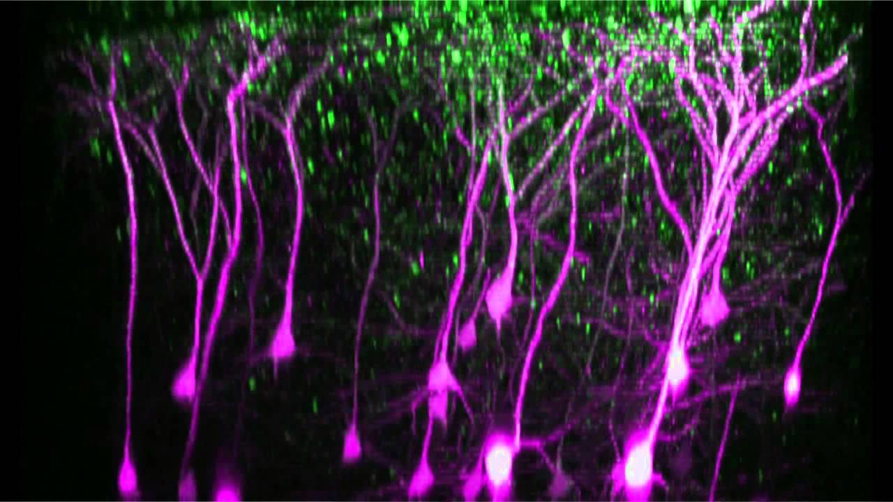 Richard L. Huganir, Ph.D. - 2014 Goldman-Rakic Prizewinner in Cognitive Neuroscience