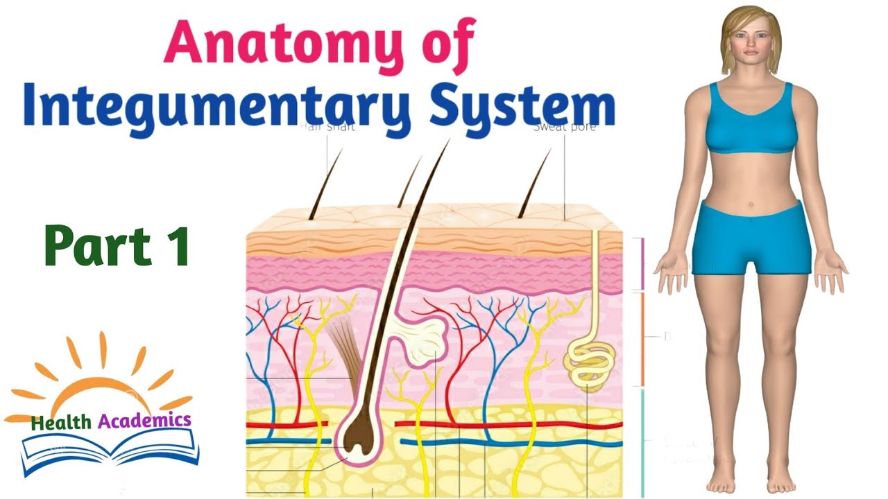 Anatomy of Integumentary System, Part 1, Interesting Video Lecture with Amharic Speech